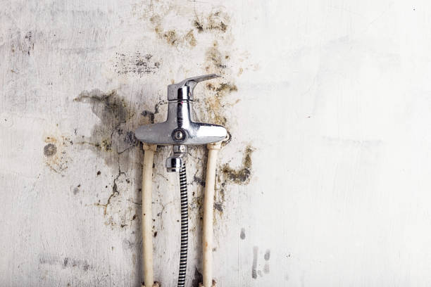 Reliable Spry, PA Mold Removal Solutions