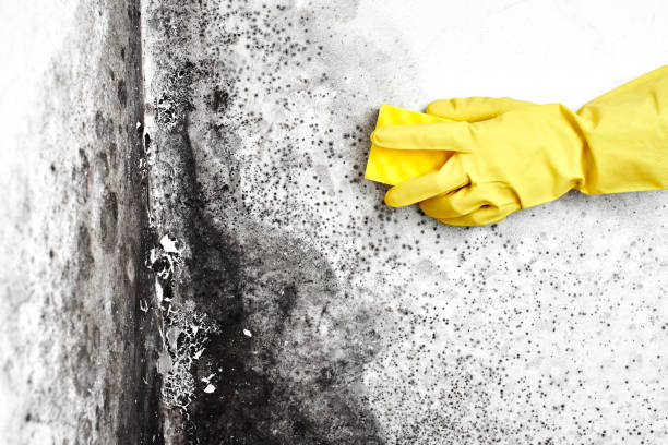 Best Best Mold Removal Companies  in Spry, PA