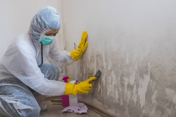 Best Toxic Mold Removal  in Spry, PA