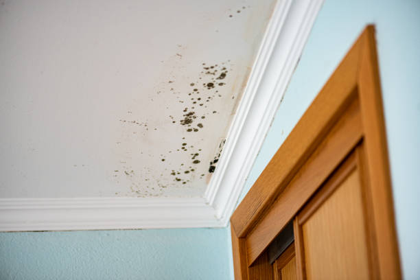 Best Mold Removal Process  in Spry, PA