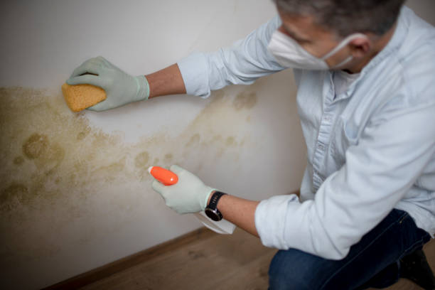 Mold Removal and Inspection in Spry, PA