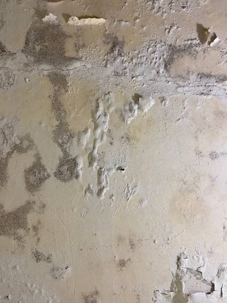 Best Mold Removal Company Near Me  in Spry, PA