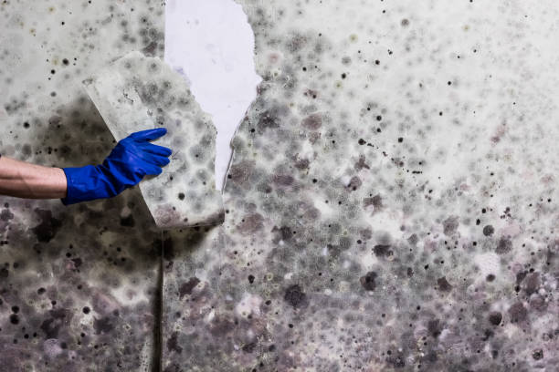 Best Mold Removal Near Me  in Spry, PA